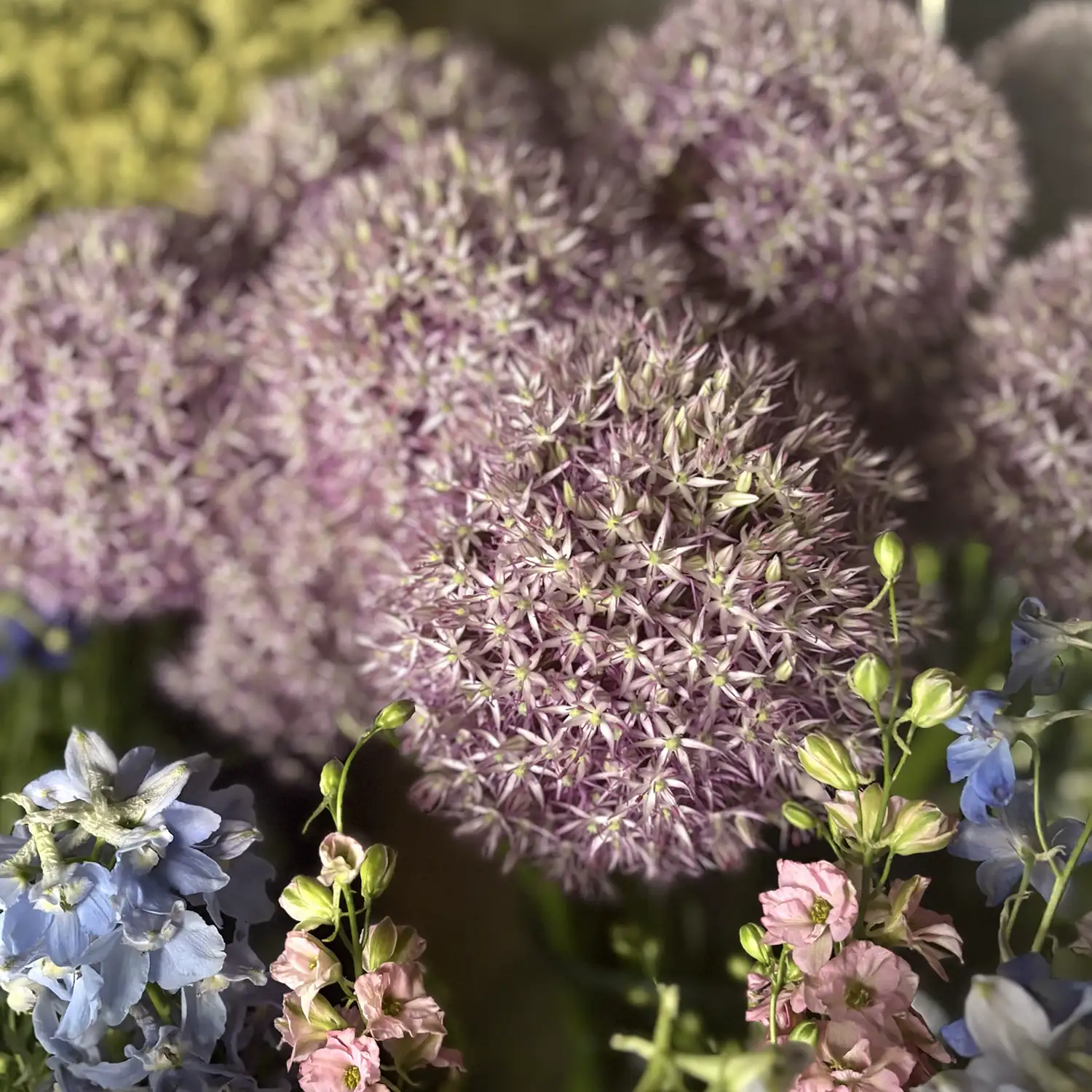Aliums