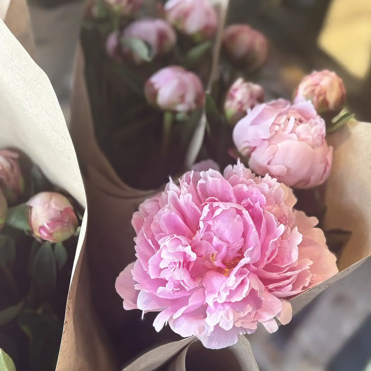 Peonies