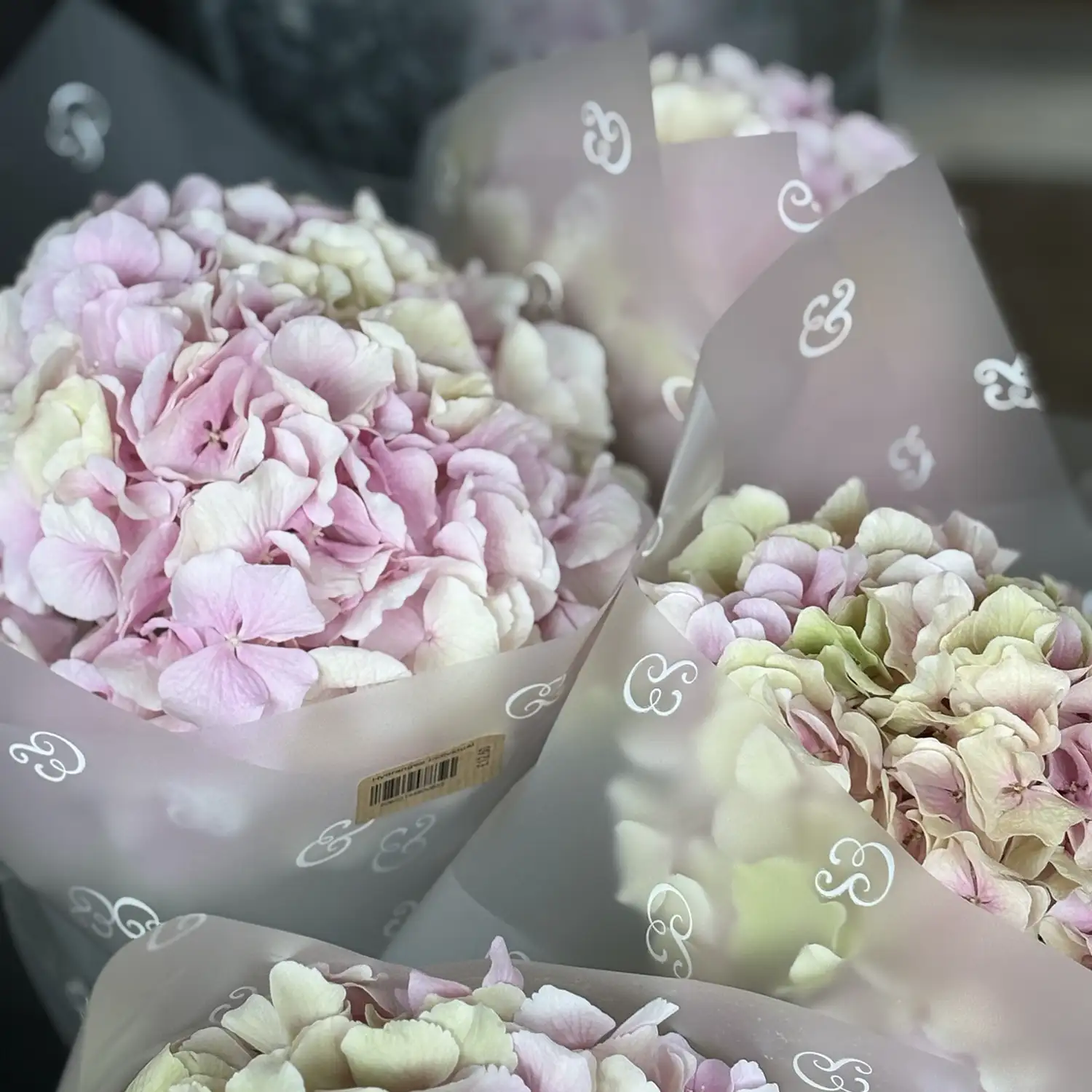 Hydrangeas