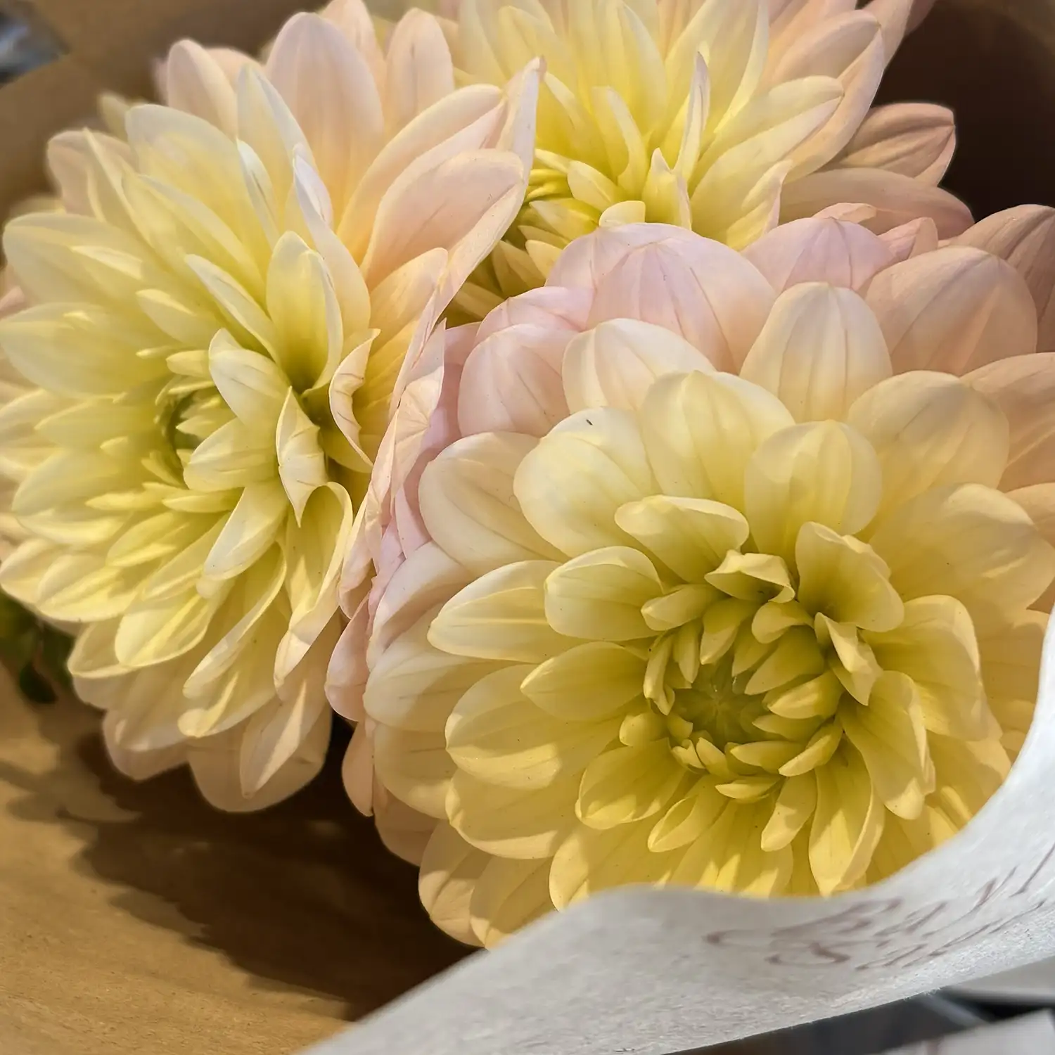 Dahlias