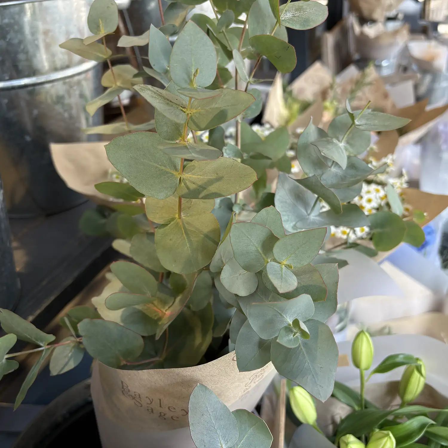 Eucalyptus