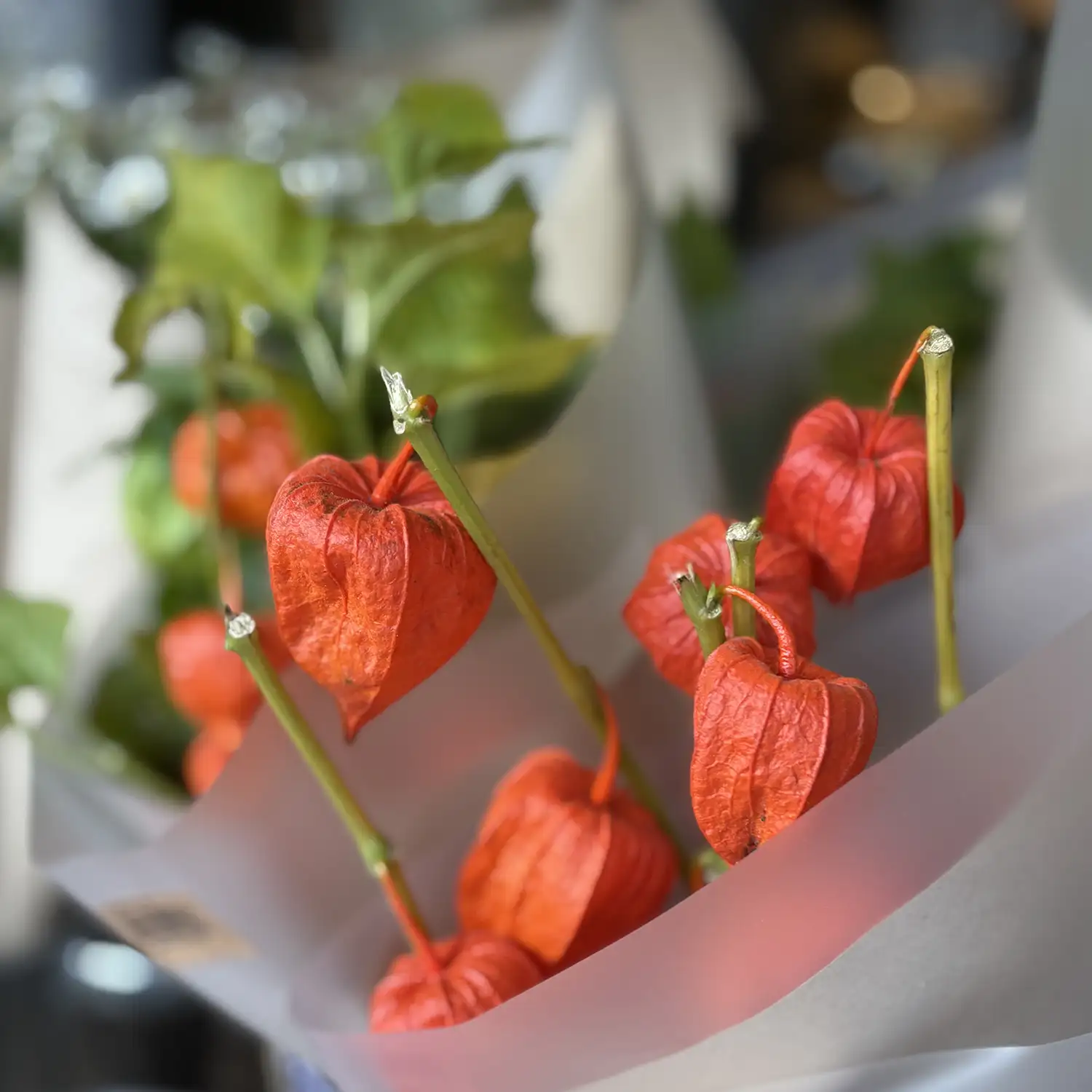 Chinese Lantern (Physalis)