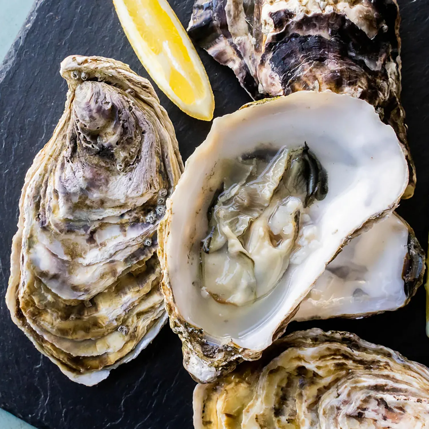 Oysters