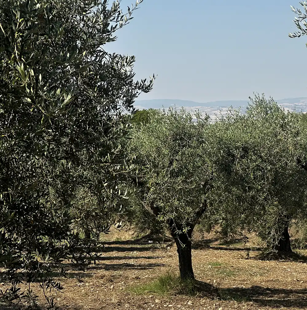 Olive Grove Puglia