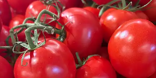 Tomato