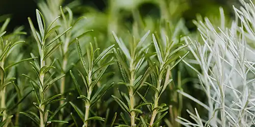 Herbs